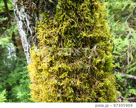 Moss and lichens on the bark of a tree in a spruce taiga forest. Karelia, Orzega. Yellow green moss on the trunk. Ctenidium molluscum. Necker moss Moss and lichens on the bark of a tree in a spruce taiga forest. Karelia, Orzega. Yellow green moss on the trunk. Ctenidium molluscum. Necker moss 97305909