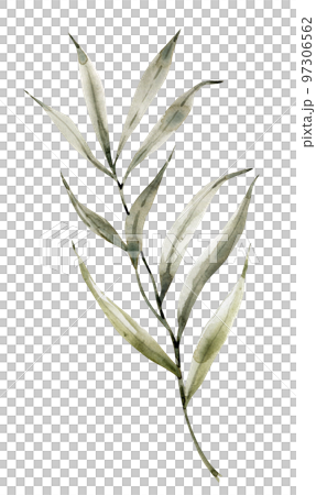 Green leaf of palm tree tropical plant, watercolor illustration. Green leaf of palm tree tropical plant, watercolor illustration. 97306562