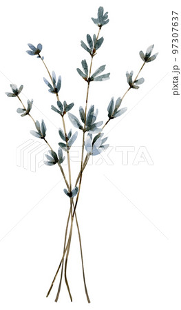 Bouquet with lilac lavender flowers watercolor illustration .  97307637