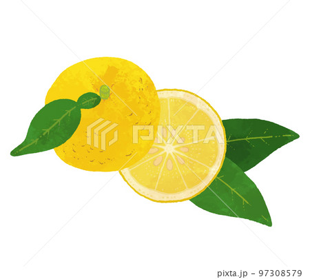 輪切りのゆずのイラスト素材 97308579