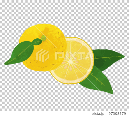 輪切りのゆずのイラスト素材 97308579
