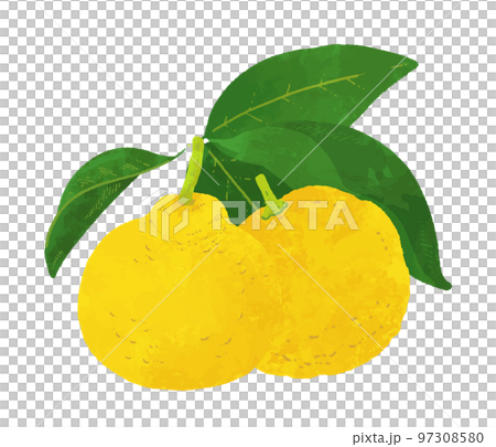 葉っぱのついたゆずのイラスト素材 葉っぱのついたゆずのイラスト素材 97308580