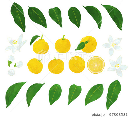 ゆずのイラスト素材セット ゆずのイラスト素材セット 97308581