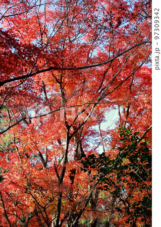 五台山の紅葉 97309342