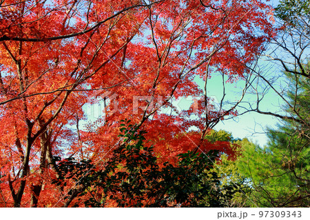 五台山の紅葉 97309343