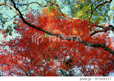 五台山の紅葉 五台山の紅葉 97309357