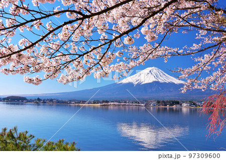 日本の春　富士山と桜 97309600