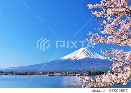 日本の春　富士山と桜 97309607