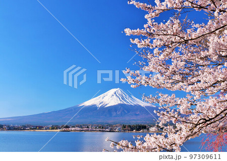 日本の春　富士山と桜 97309611