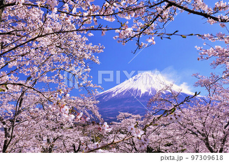 日本の春 富士山と桜 日本の春 富士山と桜 97309618