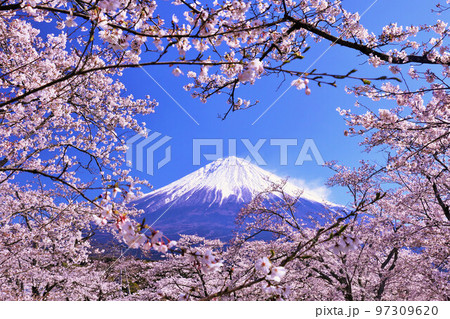 日本の春 富士山と桜 日本の春 富士山と桜 97309620