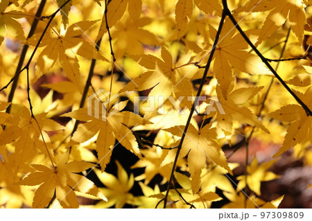 自然 植物 イロハモミジ、紅葉(もみじ)なのに黄葉。陽ざしを受けて全体が黄色に染まります 自然 植物 イロハモミジ、紅葉(もみじ)なのに黄葉。陽ざしを受けて全体が黄色に染まります 97309809