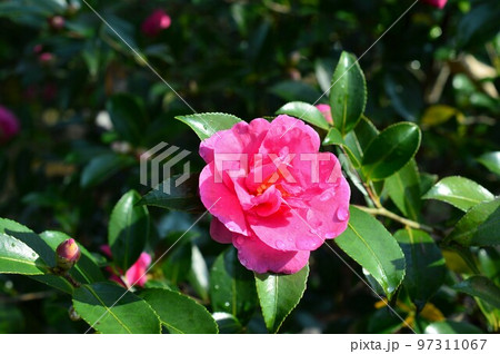 秋から冬に咲く花 山茶花(サザンカ) 秋から冬に咲く花 山茶花(サザンカ) 97311067