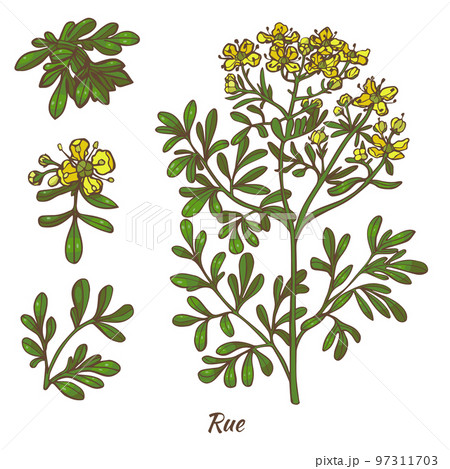 Color Rue Plant and Leaves in Hand Drawn Style Color Rue Plant and Leaves in Hand Drawn Style 97311703