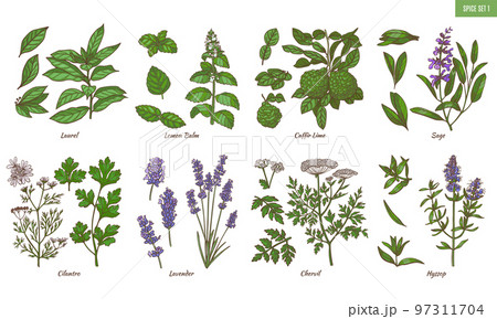 Set of Spice Herbs in Hand Drawn Style Set of Spice Herbs in Hand Drawn Style 97311704