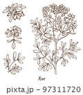 Rue Plant and Leaves in Hand Drawn Style 97311720
