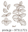 Basil Plant and Leaves in Hand Drawn Style 97311721