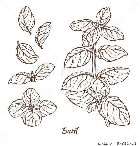 Basil Plant and Leaves in Hand Drawn Style Basil Plant and Leaves in Hand Drawn Style 97311721