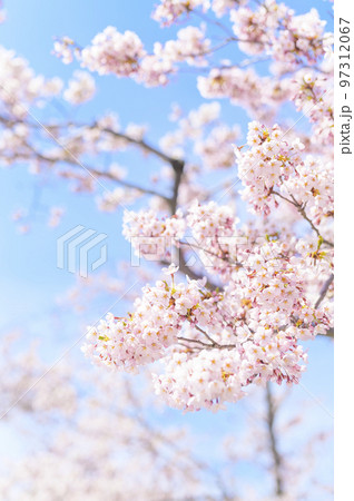 満開のソメイヨシノ（アップ+空バック） 97312067