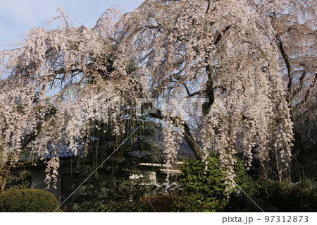 満開川越中院の枝垂れ桜の写真素材 [97312873] - PIXTA