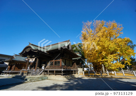 葛飾八幡宮の千本銀杏の紅葉 葛飾八幡宮の千本銀杏の紅葉 97313129