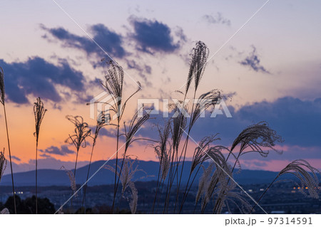 木津城山台 夕焼け空を背景に風に揺れるすすきの穂②の写真素材 