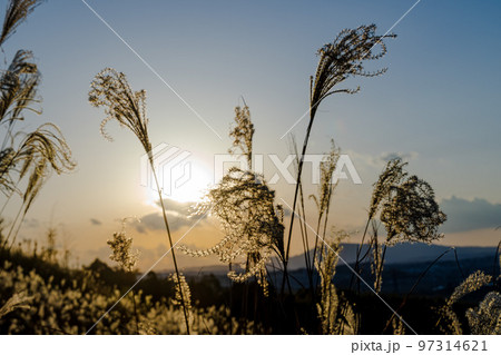 木津城山台 夕日を受けて光輝く開花して穂だけになったすすき 木津城山台 夕日を受けて光輝く開花して穂だけになったすすき 97314621