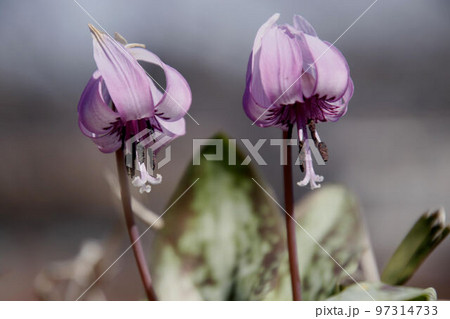 里山に咲くカタクリ 97314733