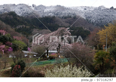 なごり雪の東秩父村桃源郷 なごり雪の東秩父村桃源郷 97316297