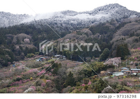 なごり雪の東秩父村桃源郷 なごり雪の東秩父村桃源郷 97316298