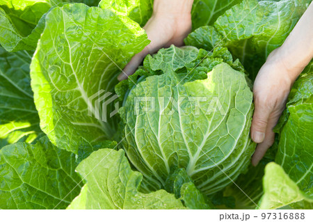 白菜の収穫 97316888
