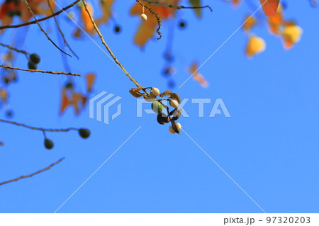 南京黄櫨（ナンキンハゼ）の紅葉と実 97320203