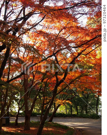色とりどりのモミジの樹々と木漏れ日（高知公園の森の椛） 97320464