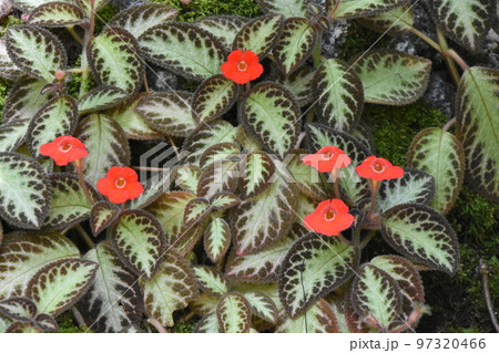 縁に綺麗な斑入りの模様が入った葉の間から赤色の花が顔を出しているエピスシアが可愛いです 97320466