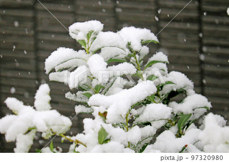 庭の木に積もる雪 97320980