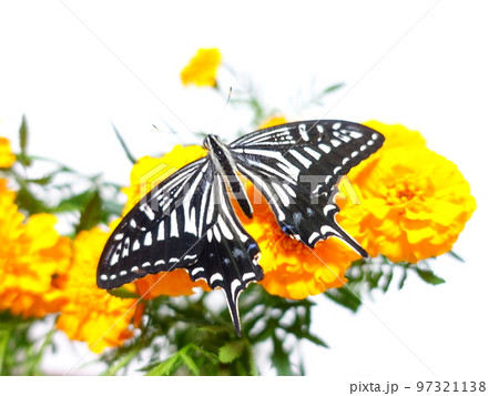 アゲハ蝶　アゲハチョウ　ナミアゲハ　蝶　チョウ 97321138