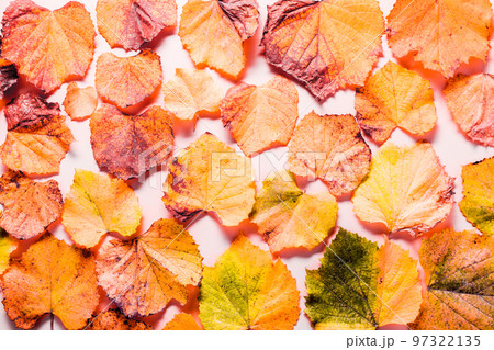 Top view of autumn grape leaves for autumn background. Top view of autumn grape leaves for autumn background. 97322135