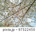 満開の桜 97322450