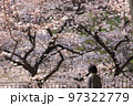 満開の桜を眺める女性 97322779