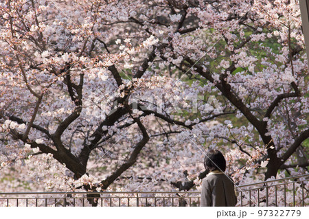 満開の桜を眺める女性 97322779