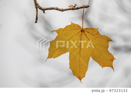 autumn season and autumn leaf on tree branch in nature 97323132