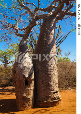 Landscape with Adansonia rubrostipa aka fony baobab tree in Reniala reserve , Toliara, Madagascar 97323190