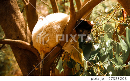 Portrait of the crowned sifaka aka Propithecus coronatus at Lemurs park, Antananarivo, Madagascar 97323208