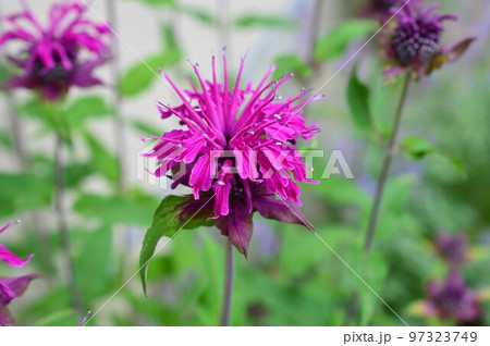 タイマツバナ（松明花） 97323749