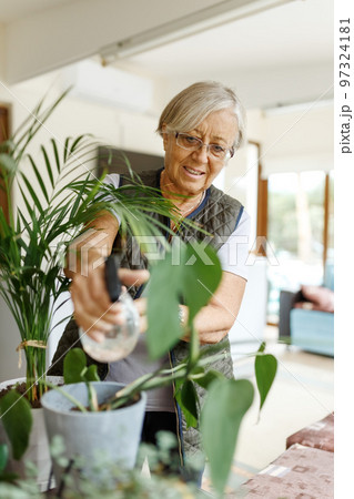 Senior woman taking care of home plant near window indoors. Creating zen atmosphere at home Senior woman taking care of home plant near window indoors. Creating zen atmosphere at home 97324181
