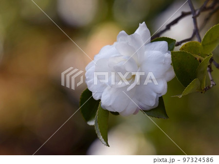 山茶花　白 97324586