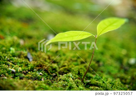 シラカシの芽出し シラカシの芽出し 97325057