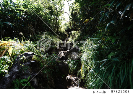 長野県秋山郷栄村の小赤沢登山口から登る苗場山 連続する鎖のある登山道 2022年8月29日 長野県秋山郷栄村の小赤沢登山口から登る苗場山 連続する鎖のある登山道 2022年8月29日 97325503