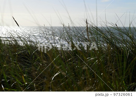 Beach grasses as a closeup against the ocean 97326061