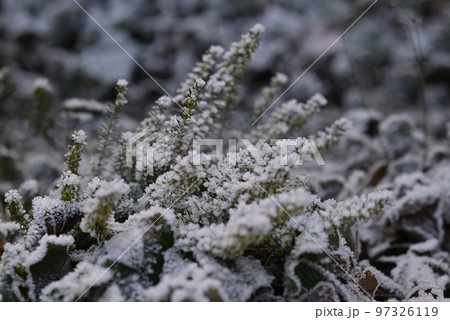 Green plant with hoarfrost as a close up Green plant with hoarfrost as a close up 97326119
